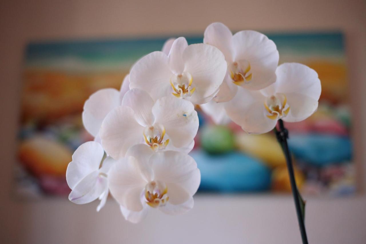 B&B Villa Orchidea Ricadi Exterior photo